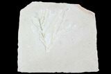Fossil Plant (Brachyphyllum) - Solnhofen Limestone, Germany #100812-1